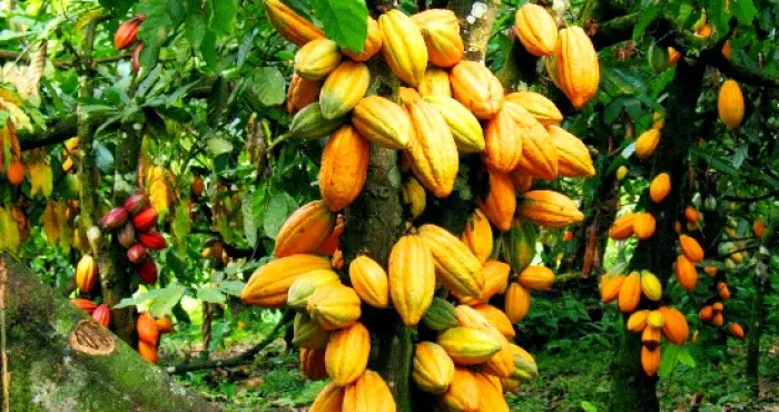cote-divoire---ghana-leur-cacao-serieusement-menace